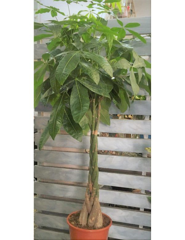 Pachira : planta - arbol de intrior