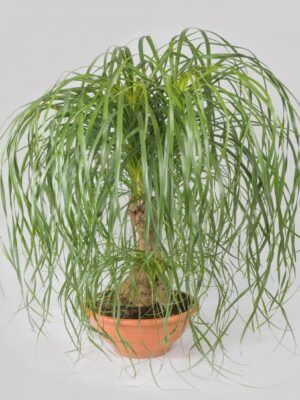 Beaucarnea