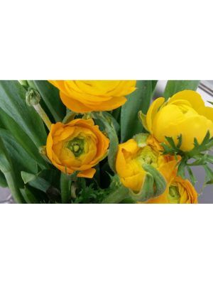 RAMO Y PRIMAVERA