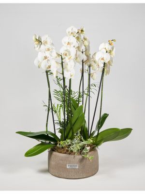 Las orquídeas eres lo mejor ...