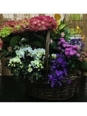 Conjunto de plantas de flor para Mama