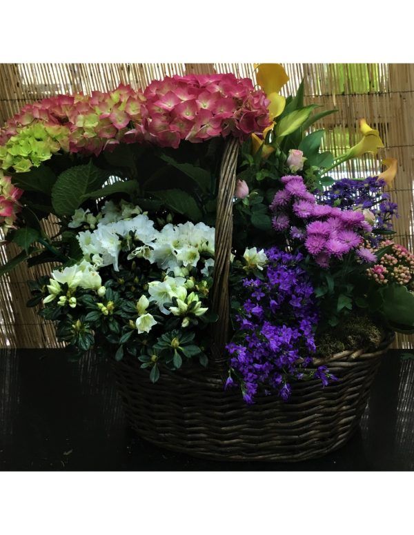 Conjunto de plantas de flor para Mama