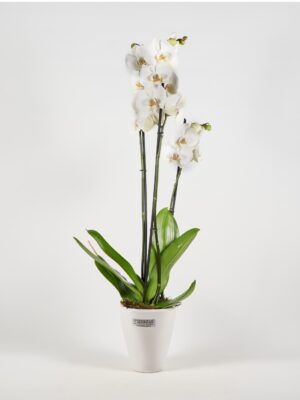 Orquídea especial blanca con recipiente