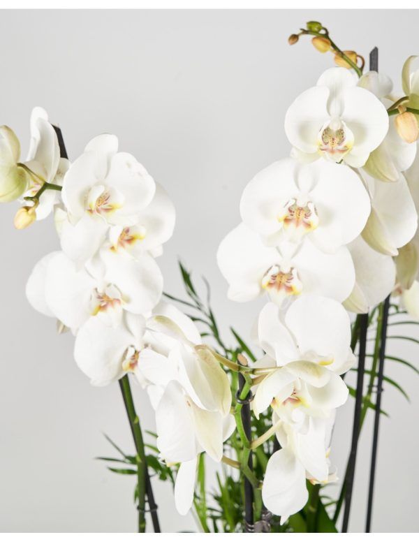 Orquídea especial blanca con recipiente