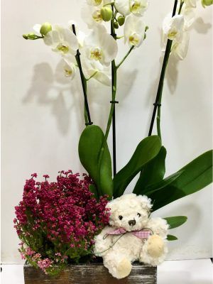 Enhorabuena con una Orquídea