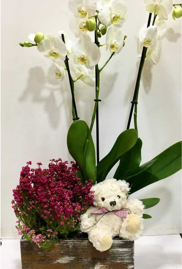 Enhorabuena con una Orquídea