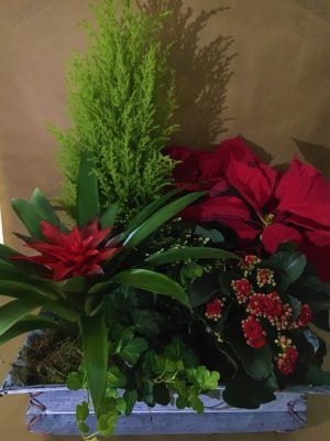 Conjunto de plantas variadas con detalle navideño