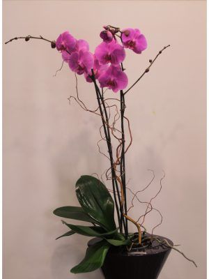 Una orquídea ROSA para EL 8 DE MARZO DIA DE LA MUJER