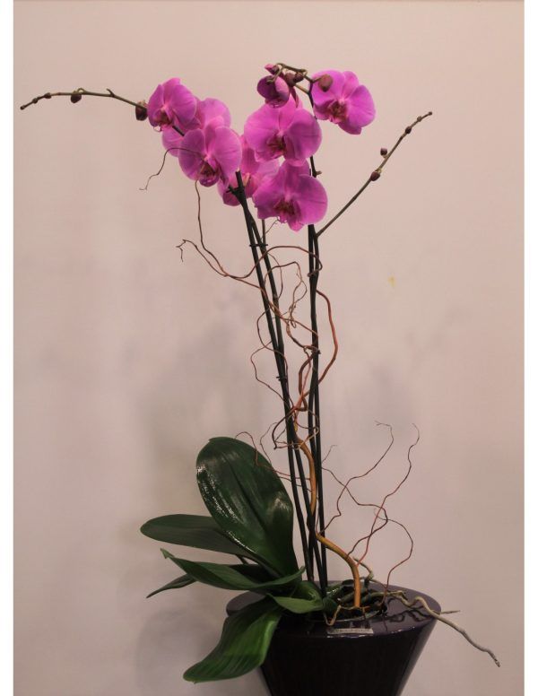 Una orquídea ROSA para EL 8 DE MARZO DIA DE LA MUJER