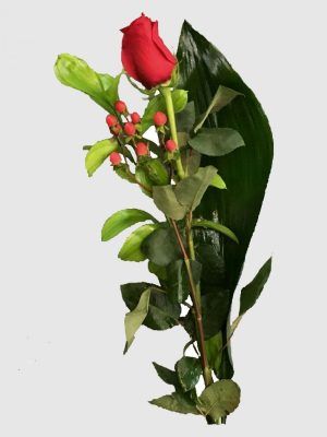 una rosa roja para Sant Jordi