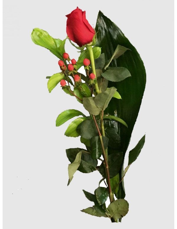 una rosa roja para Sant Jordi