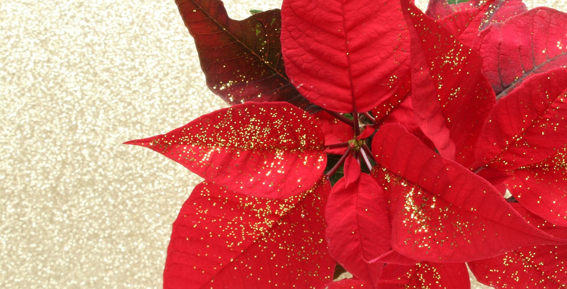 Poinsettia o flor de pascua - Planta de Navidad