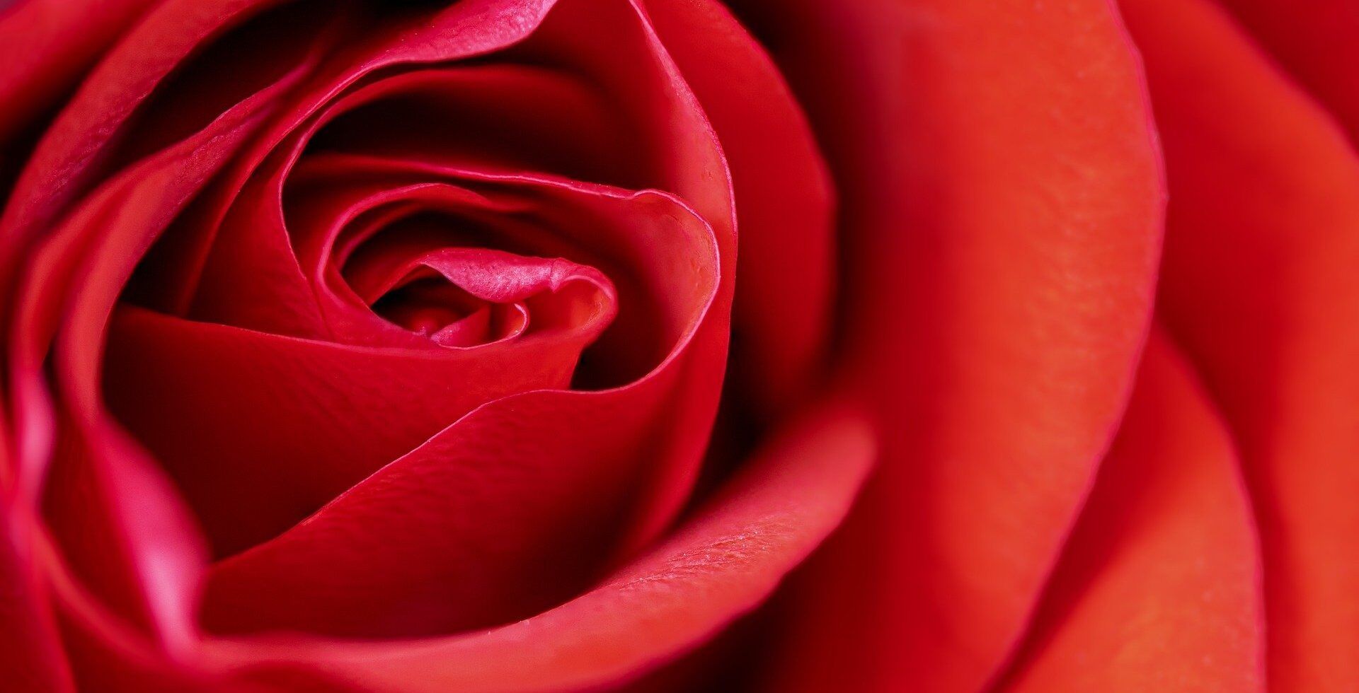 Ramos de rosas rojas para el día de San Valentín