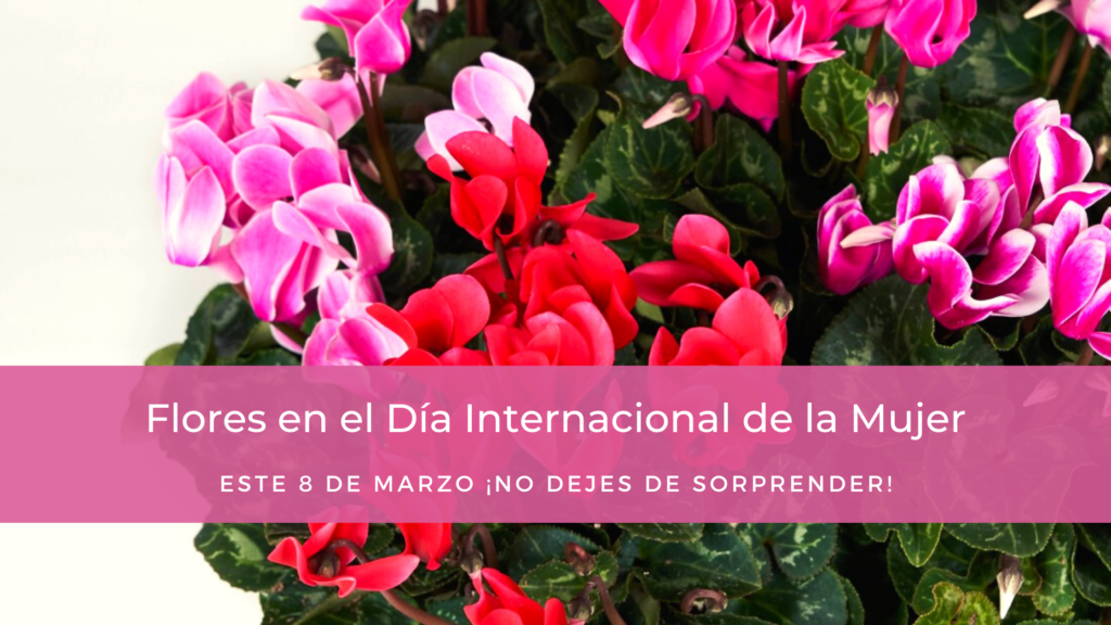Envío de flores en el Día Internacional de la Mujer – Flores Freesia