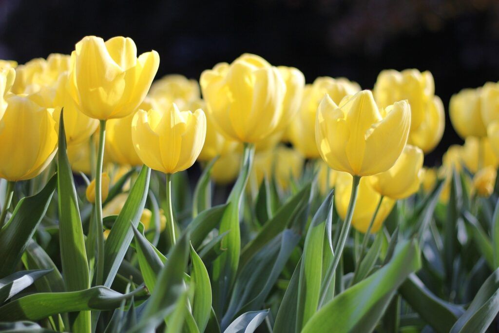 Ramos de tulipanes para regalar – Floristería online