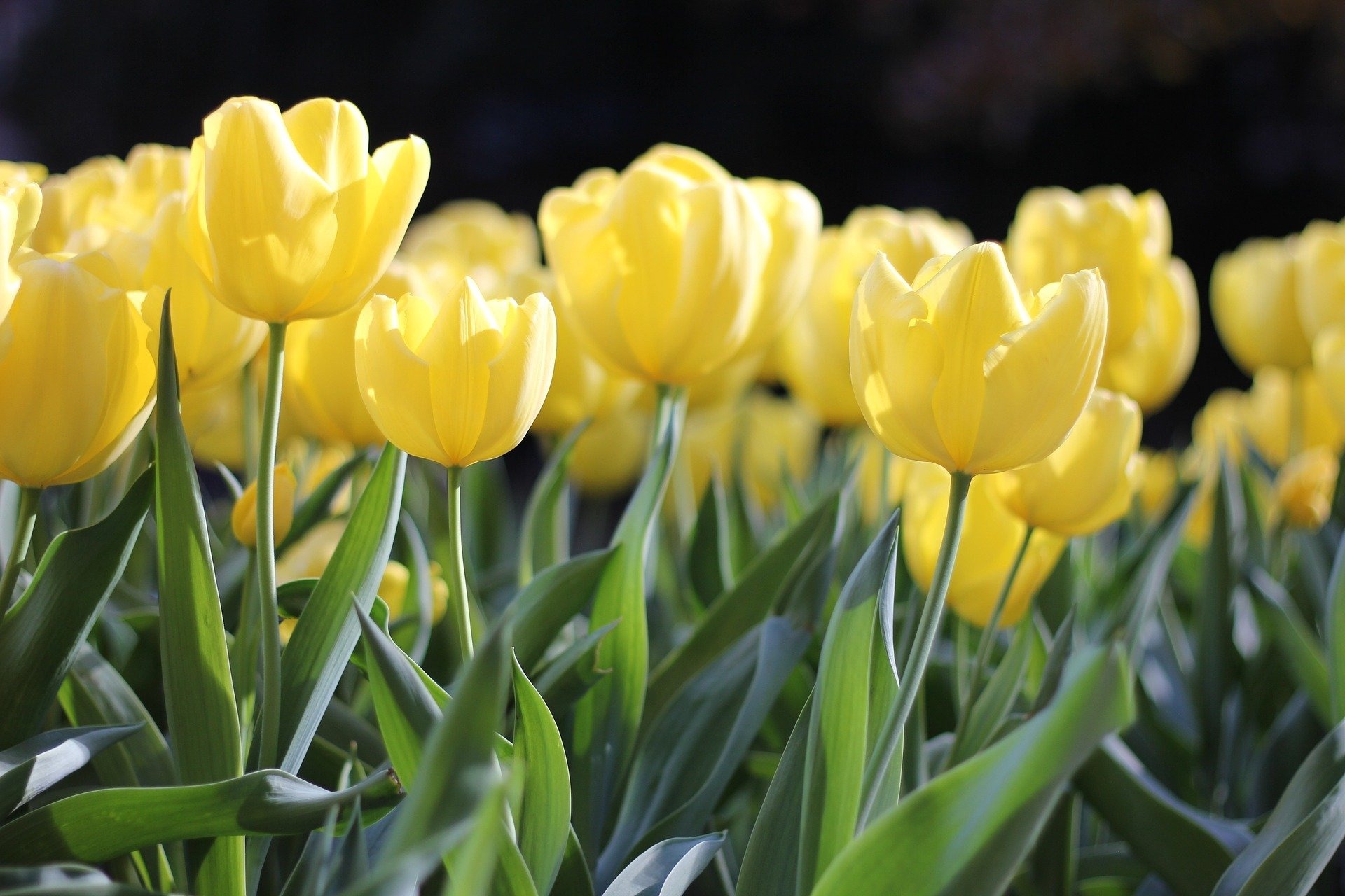 Ramos de tulipanes regalar – online - Freesia