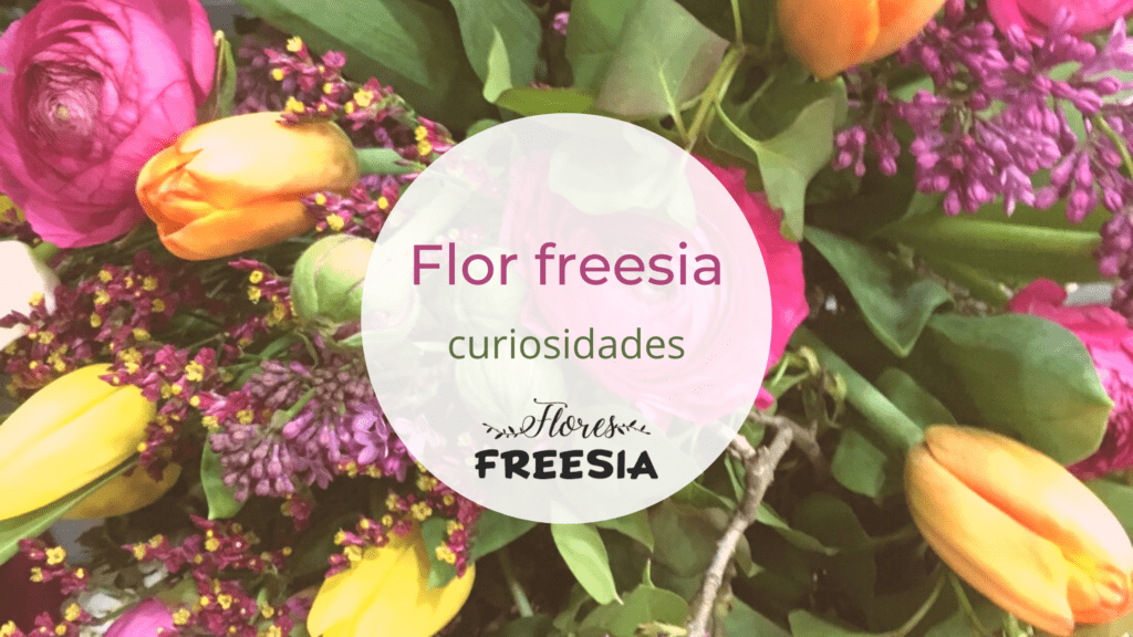 Flor freesia – conoce todas las curiosidades