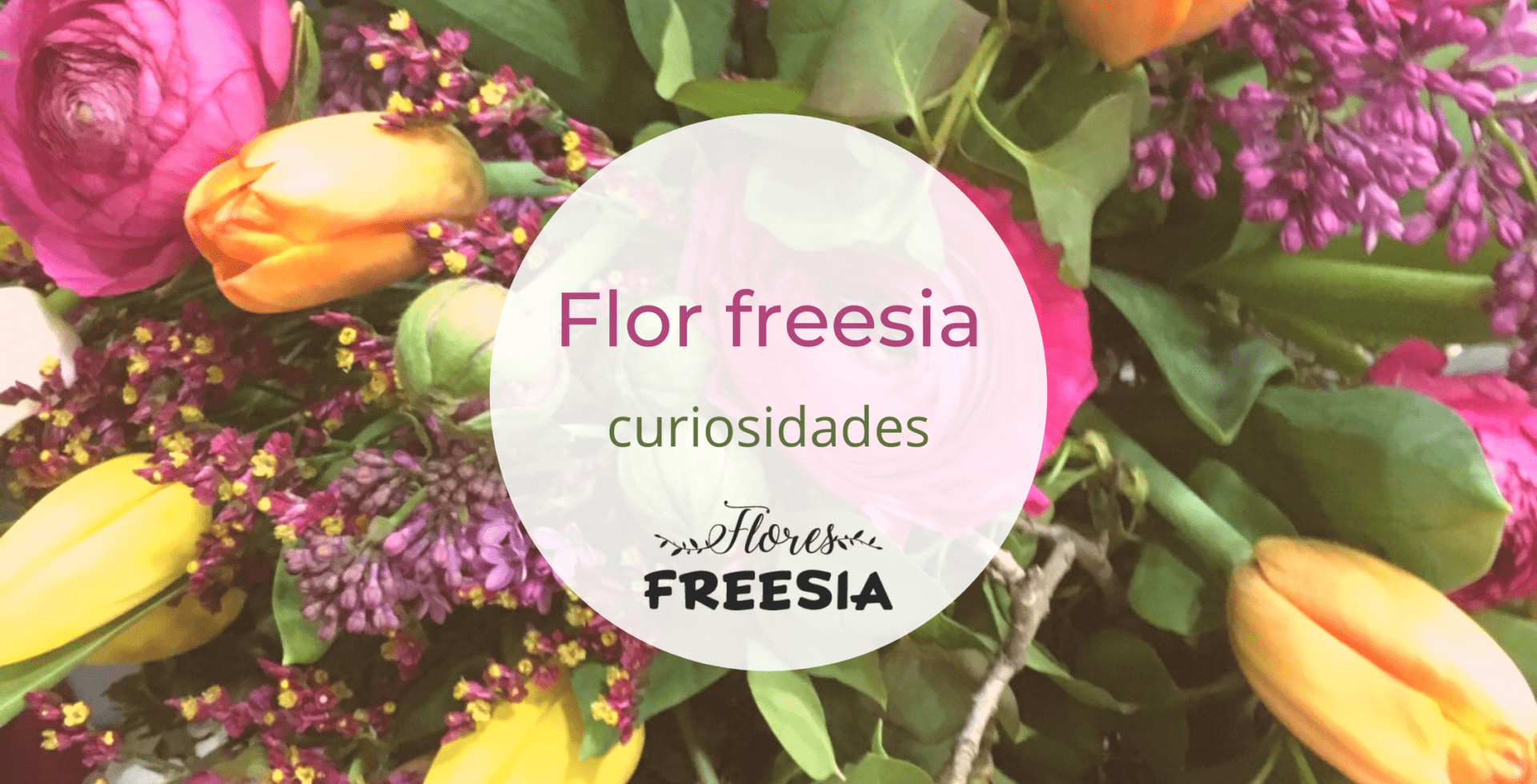 Flor freesia – conoce todas las curiosidades